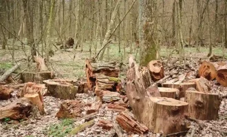 Destruction of Forests