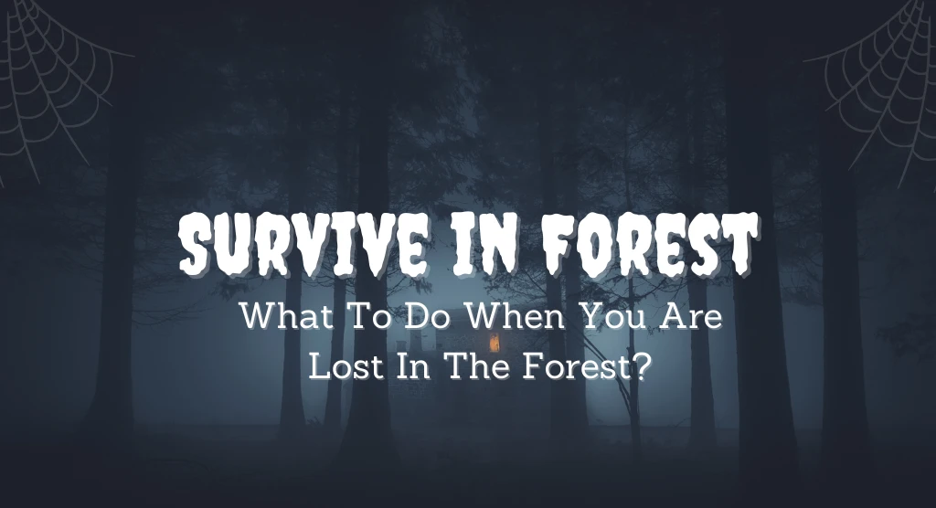 What To Do When You Are Lost In The Forest?