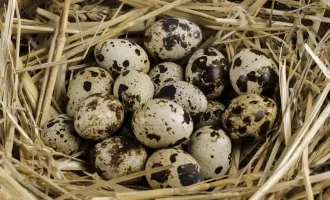 Best Quail Eggs