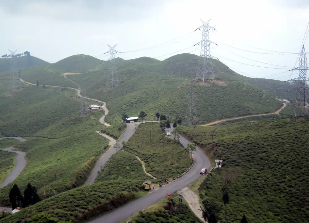 Tea plantations of Darjeeling