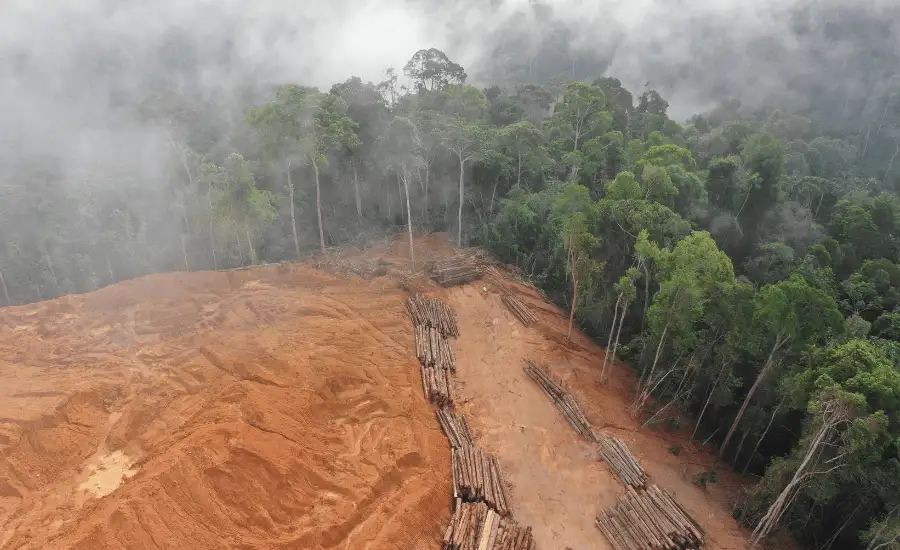 Bolivia deforestation