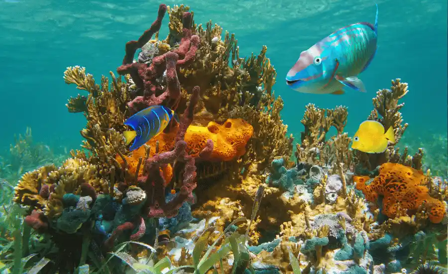 Importance of biodiversity in marine ecosystems