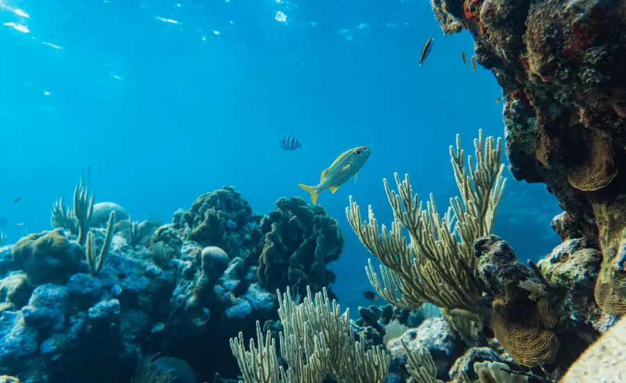 biodiversity in marine ecosystems