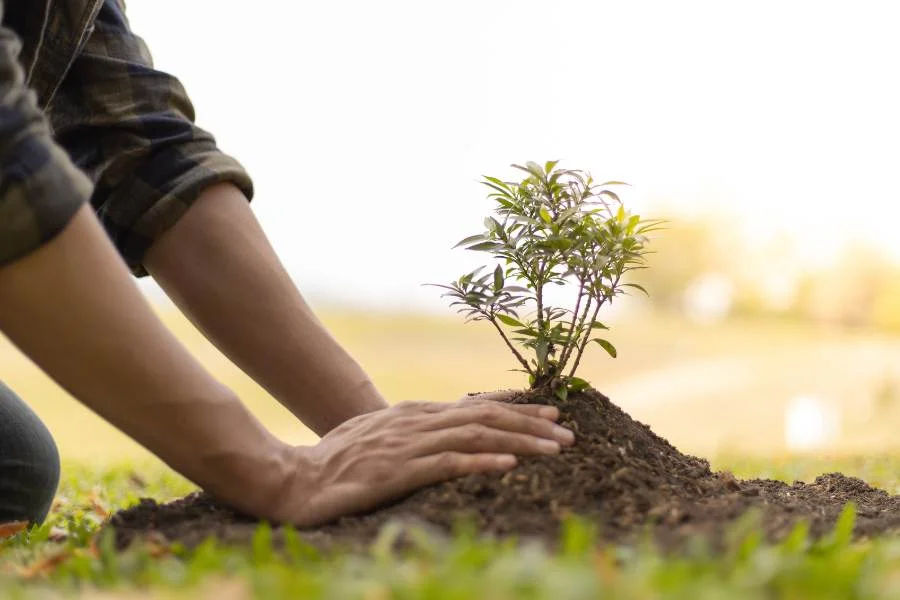 Importance of Planting Trees